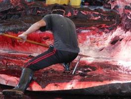 「日本人捕鲸鱼干什么」✅日本人捕鲸的巨大阴谋